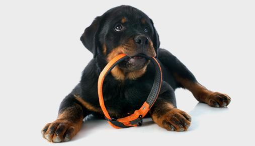 Collar: Adjusting a collar options position, how and when