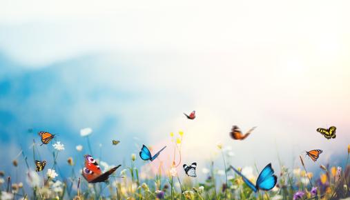 Broken Wing Butterflies